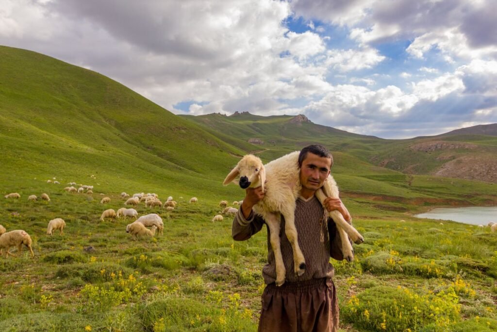 A shepherd carrying a lamb, symbolizing trusting God's timing and His care for us.